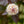 Load image into Gallery viewer, Diablo Ninebark - Ninebark - Shrubs