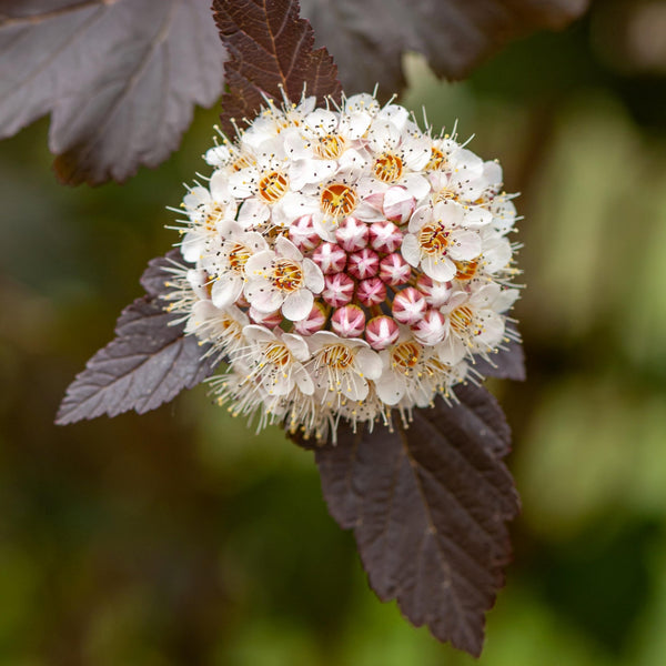 Diablo Ninebark - Ninebark - Shrubs