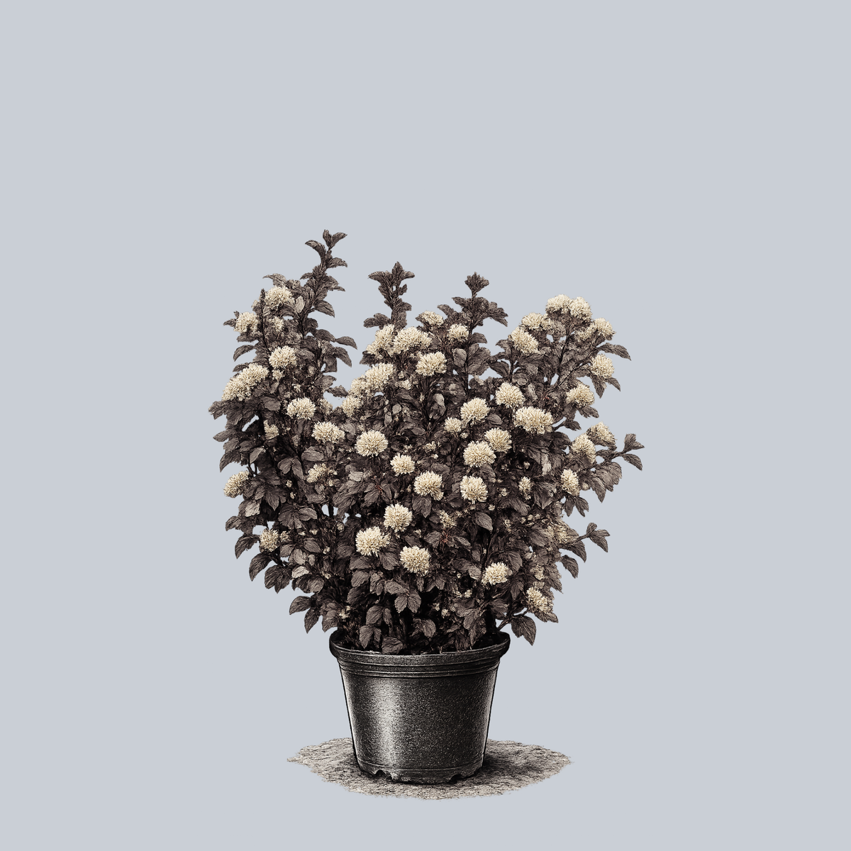 マルバノキ Lucky Devil Ninebark | Physocarpus Opulifolius 'Zlemichael