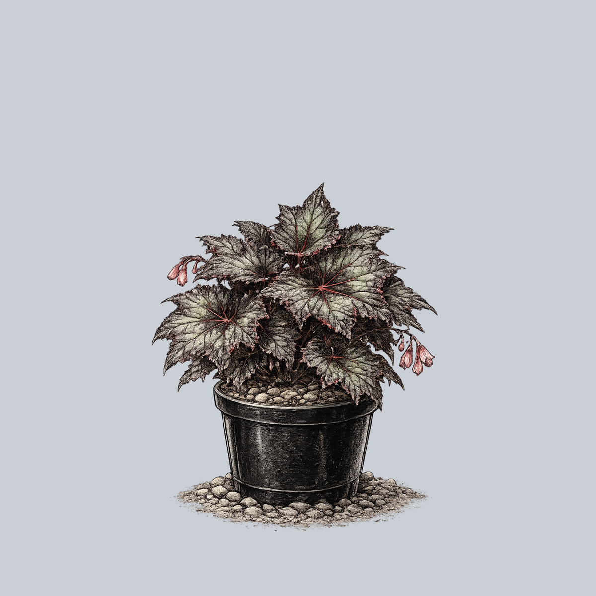 Begonia of China English / Chineseベゴニア図鑑 Chinese Begonia (Begonia grandis subsp. sinensis) for Sale – Begin