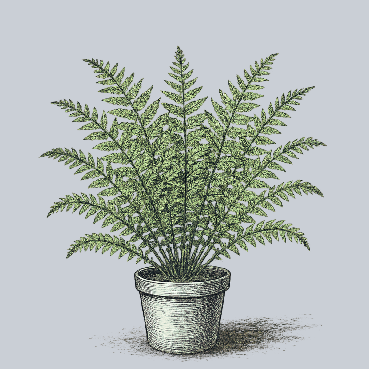 Dixie Wood Fern – Plant Detectives