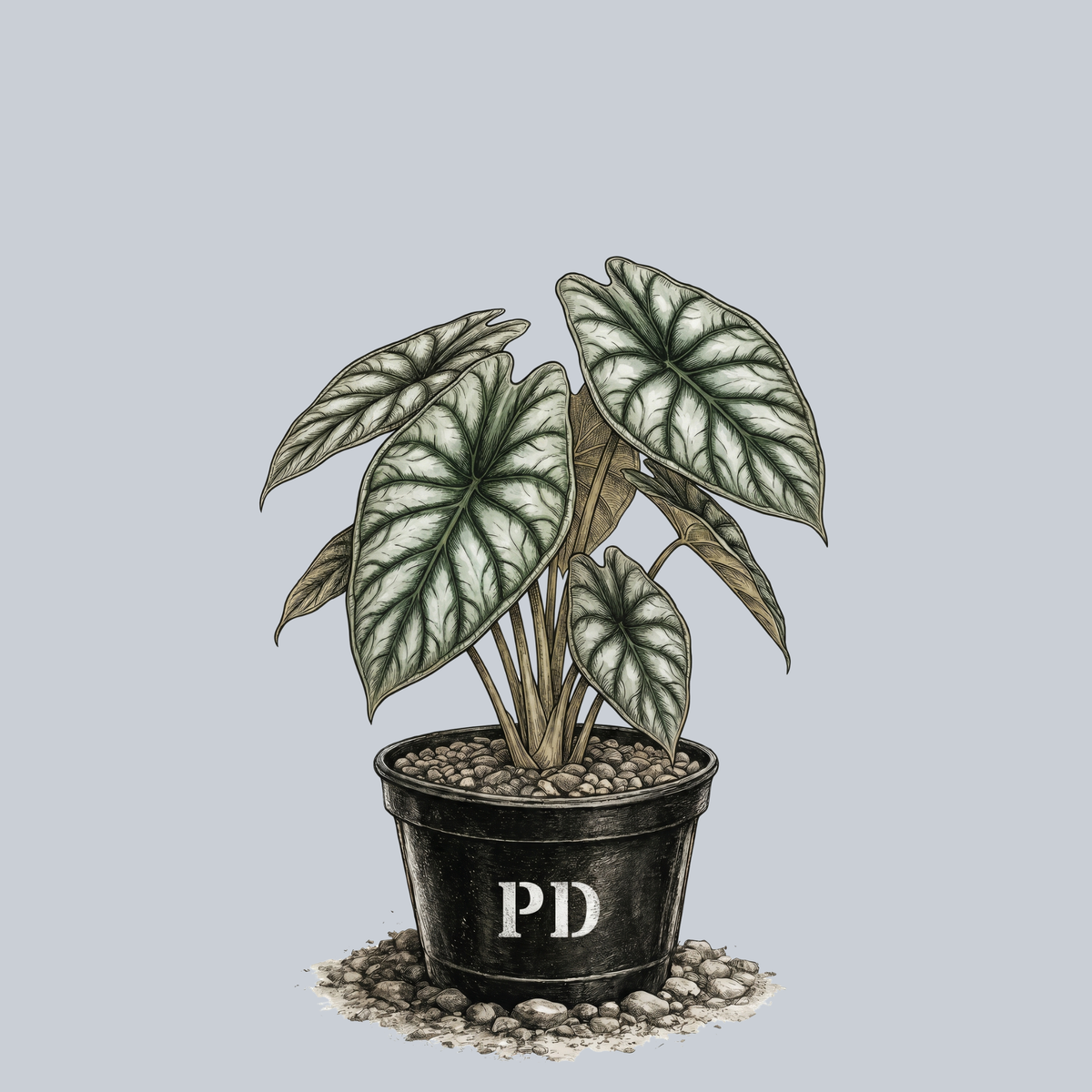 calathea dragon scale Dragon Scale Alocasia – Plant Detectives