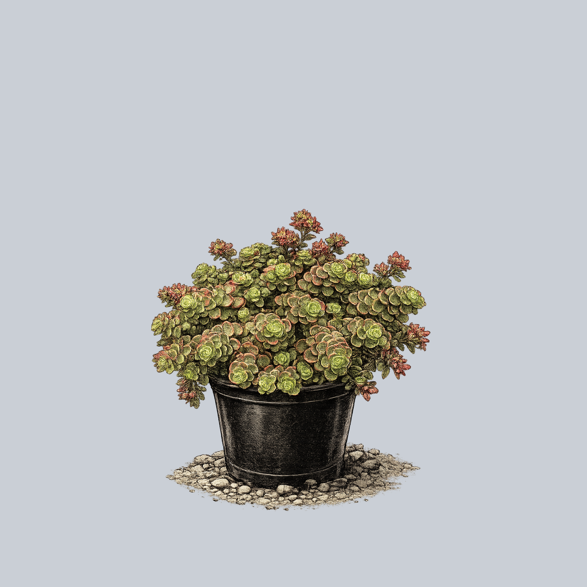 blood dragon succulent Dragon's Blood Stonecrop – Plant Detectives