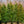 Load image into Gallery viewer, Green Giant Arborvitae