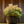 Load image into Gallery viewer, Little Heath Andromeda - Andromeda - Shrubs