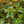 Load image into Gallery viewer, Little Heath Andromeda - Andromeda - Shrubs