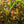 Load image into Gallery viewer, Little Heath Andromeda - Andromeda - Shrubs
