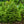 Load image into Gallery viewer, Norway Spruce