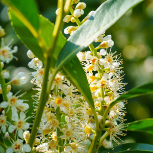 Cherry Laurel Blossom