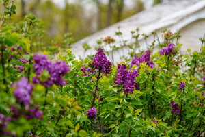 Lilac Bushes Purple Blooms