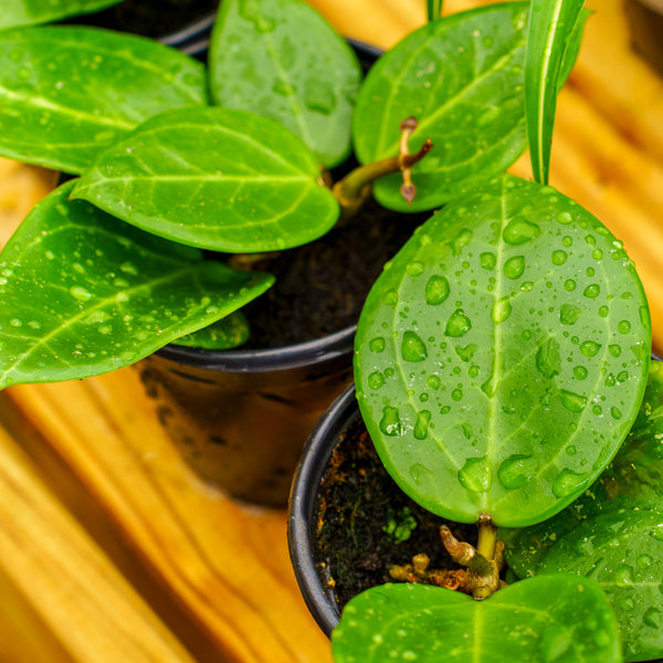 Assorted Hoya - Hoyas - Houseplants