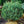 Load image into Gallery viewer, Dwarf Scotch Pine - Pine - Conifers
