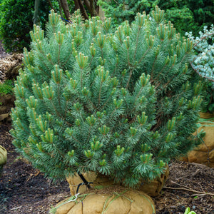 Dwarf Scotch Pine - Pine - Conifers