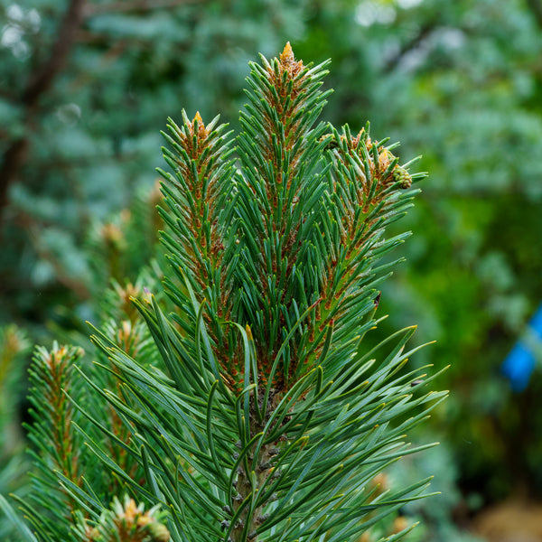 Dwarf Scotch Pine - Pine - Conifers