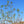 Load image into Gallery viewer, Anjou Pear Espalier