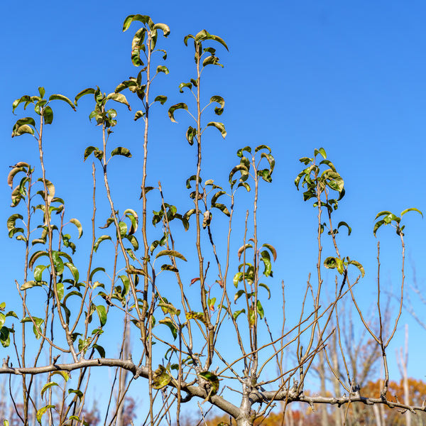 Anjou Pear Espalier