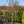 Load image into Gallery viewer, Anjou Pear Espalier