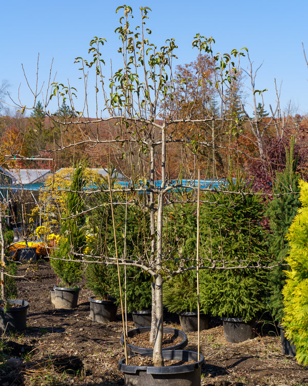 Anjou Pear Espalier