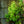 Load image into Gallery viewer, D'Anjou Pear - Pear - Fruit Trees