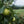 Load image into Gallery viewer, D'Anjou Pear - Pear - Fruit Trees