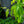 Load image into Gallery viewer, D'Anjou Pear - Pear - Fruit Trees