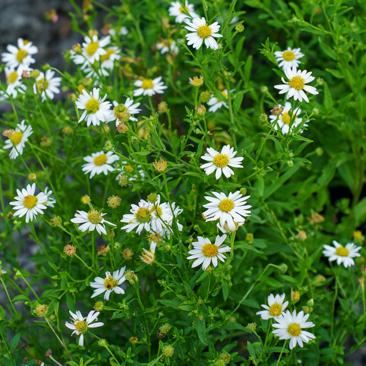 DaisyMaeKalimeris_2_1200x1200.