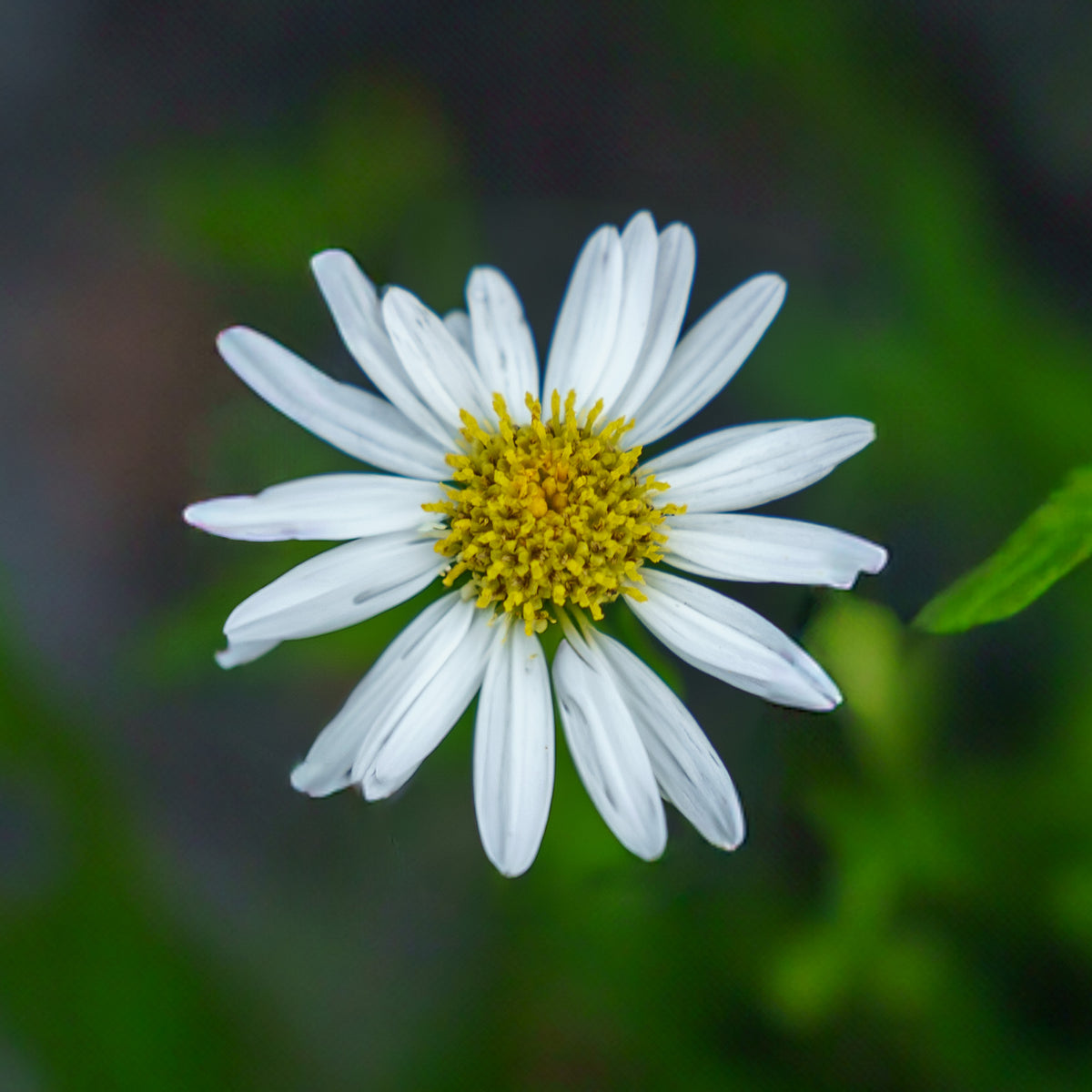 ★daisy★ページです★ DaisyMaeKalimeris_3_1200x1200.