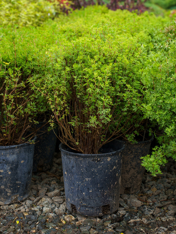 Dakota Sunspot Potentilla