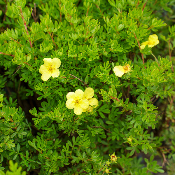 Dakota Sunspot Potentilla