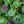 Load image into Gallery viewer, Dale's Strain Alumroot
