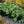 Load image into Gallery viewer, Dale's Strain Alumroot