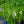 Load image into Gallery viewer, Dalmatian White Foxglove