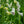 Load image into Gallery viewer, Dalmatian White Foxglove