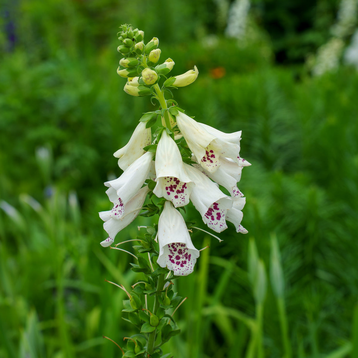 Dalmatian White Foxglove – Plant Detectives