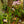 Load image into Gallery viewer, Dancing Lady Orchid