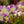 Load image into Gallery viewer, Dancing Lady Orchid