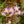 Load image into Gallery viewer, Dancing Lady Orchid