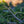 Load image into Gallery viewer, Dandylion Norway Spruce