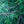 Load image into Gallery viewer, Dandylion Norway Spruce