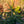 Load image into Gallery viewer, Dandylion Norway Spruce