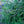 Load image into Gallery viewer, Dandylion Norway Spruce