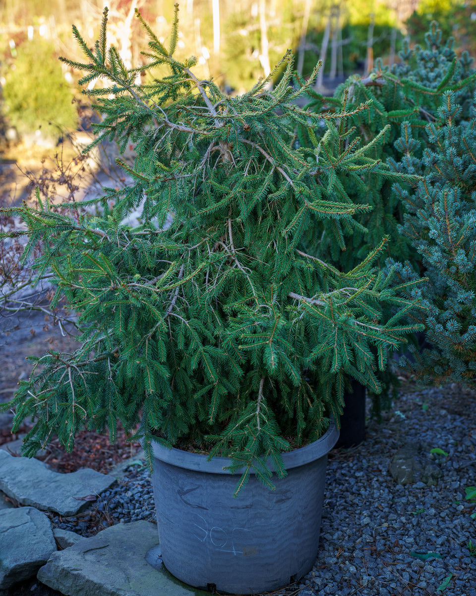 Dandylion Norway Spruce – Plant Detectives