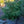 Load image into Gallery viewer, Dandylion Norway Spruce