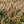 Load image into Gallery viewer, Dappled Willow - Other Shrubs - Shrubs