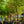 Load image into Gallery viewer, Dappled Willow - Other Shrubs - Shrubs