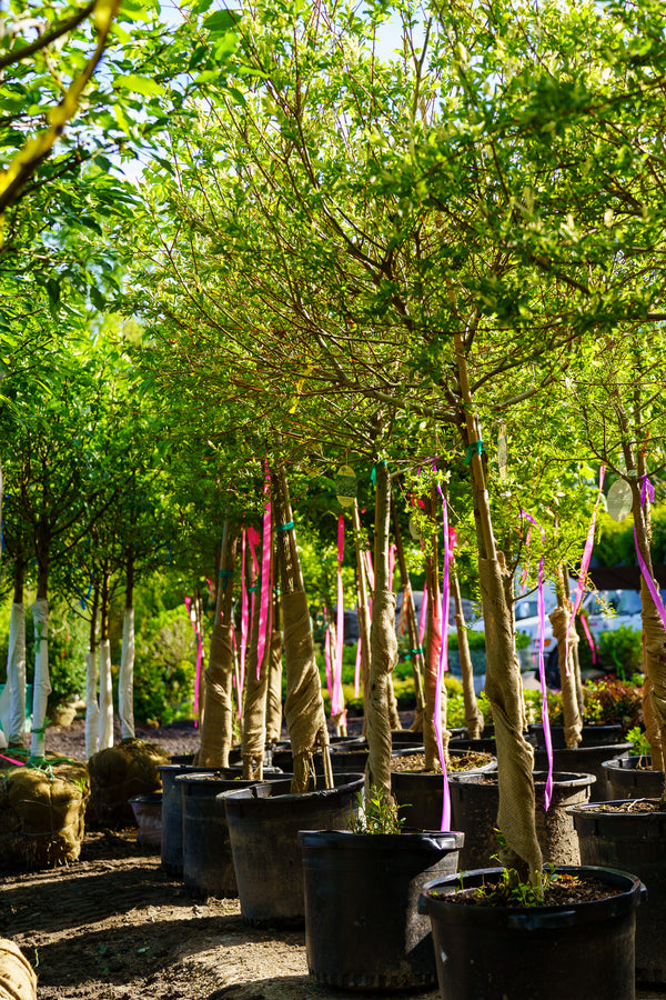 Hakuro Nishiki Dappled Willow