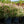 Load image into Gallery viewer, Dappled Willow - Other Shrubs - Shrubs