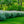 Load image into Gallery viewer, Dappled Willow - Other Shrubs - Shrubs