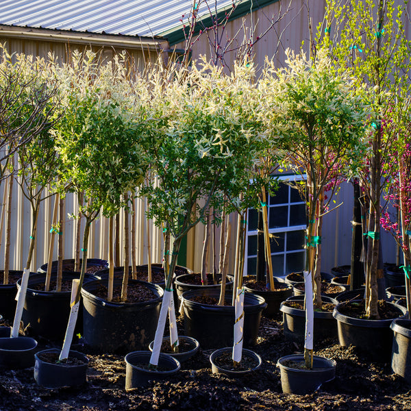 Hakuro Nishiki Dappled Willow