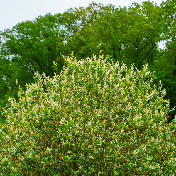 Hakuro Nishiki Dappled Willow